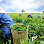 picking tea leaves